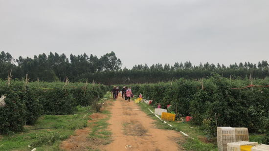 遂溪縣界炮鎮(zhèn)江頭村已經(jīng)形成連片圣女果種植基地。