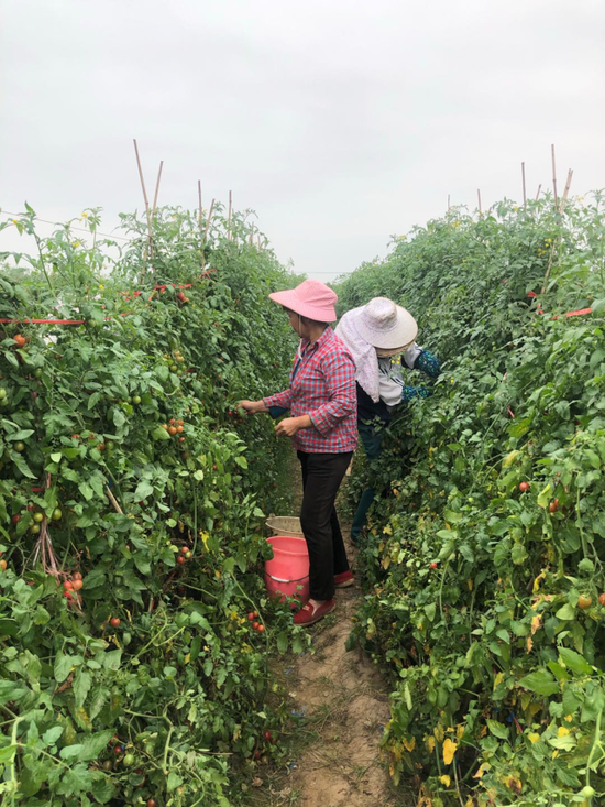 農(nóng)民田間采摘圣女果。