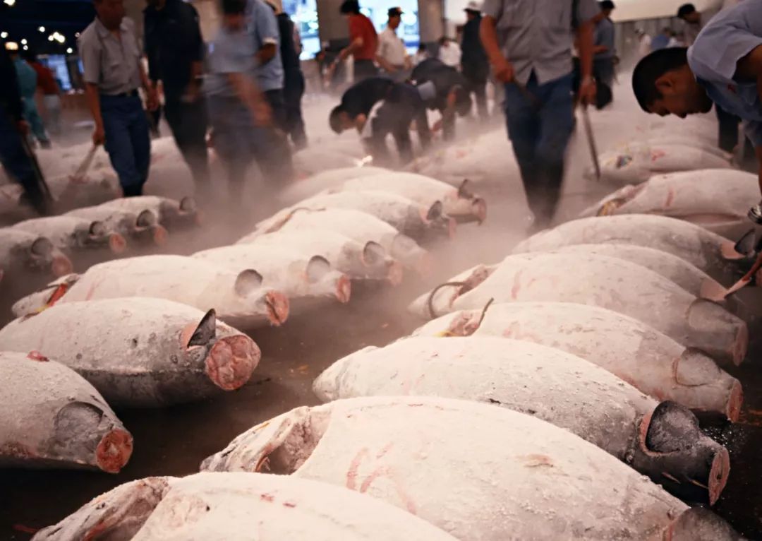 豐洲市場全稱為“東京都都營食品批發市場”，2018年10月從筑地搬至豐洲。/豐洲市場協會